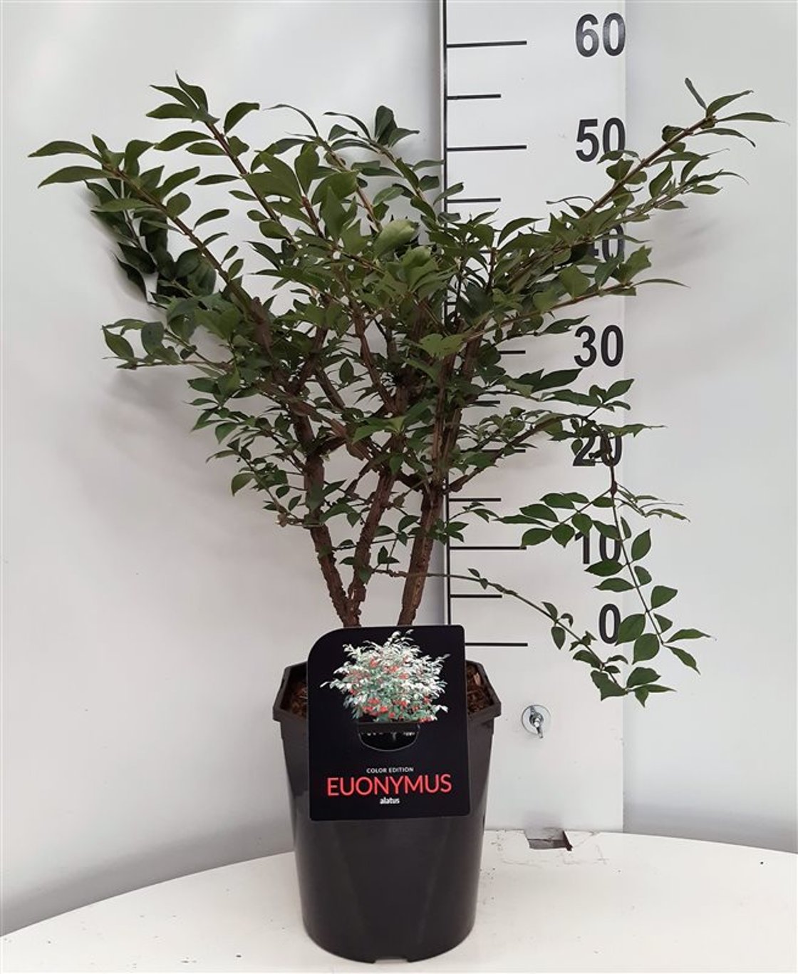 Euonymus alatus - C5 40-50 CM